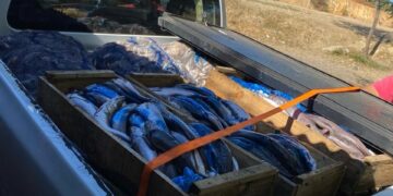 Decomisaron 480 kilos de pescados y mariscos sin denominación de origen en una comuna de Ñuble.