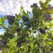 INIA impulsa uso eficiente del agua de riego entre agricultores mediante sistema Smartfield o “campo inteligente.