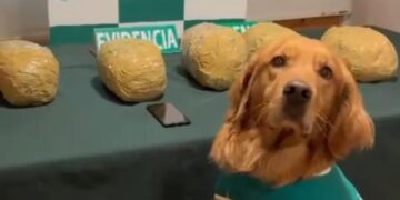 San Nicolás: Carabineros del OS7 Ñuble detuvo anoche a extranjeros y una chilena por Tráfico de drogas.