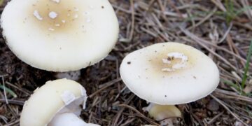 Seremi de Salud Ñuble refuerza llamado a evitar consumo de hongos silvestres por riesgo de intoxicación grave.