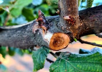 Investigadores INIA profundizan acciones para controlar enfermedades de madera en avellano europeo.