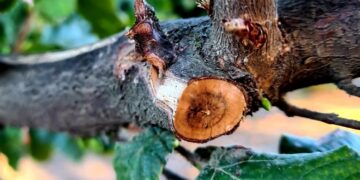Investigadores INIA profundizan acciones para controlar enfermedades de madera en avellano europeo.