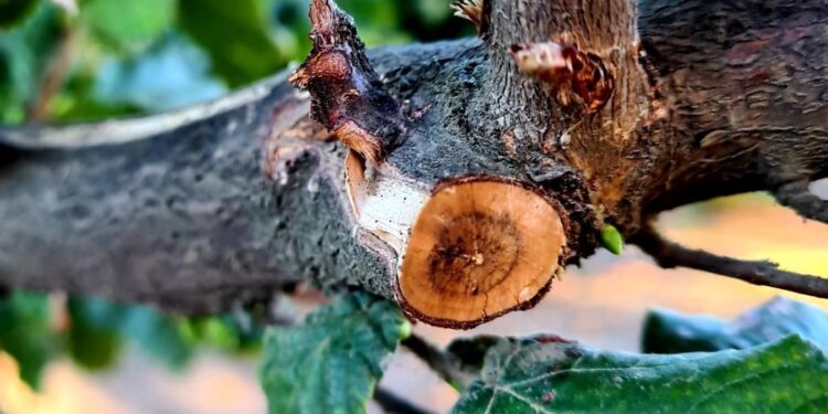 Investigadores INIA profundizan acciones para controlar enfermedades de madera en avellano europeo.