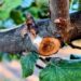 Investigadores INIA profundizan acciones para controlar enfermedades de madera en avellano europeo.