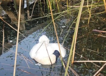 Rescatan cisne de cuello negro encontrado muerto en la ribera sur de la laguna Avendaño.