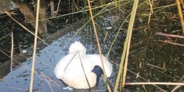 Rescatan cisne de cuello negro encontrado muerto en la ribera sur de la laguna Avendaño.