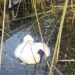 Rescatan cisne de cuello negro encontrado muerto en la ribera sur de la laguna Avendaño.