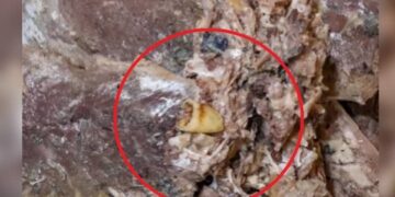 Dentro de un tarro de jurel se habría encontrado un ‘DIENTE’.