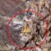 Dentro de un tarro de jurel se habría encontrado un ‘DIENTE’.