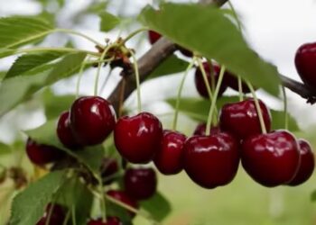 La Red Agroclimática Nacional, RAN – Agromet lanza una nueva versión del curso sobre información agroclimática y sistema de alerta temprana (SAT)