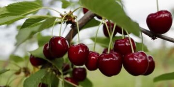 La Red Agroclimática Nacional, RAN – Agromet lanza una nueva versión del curso sobre información agroclimática y sistema de alerta temprana (SAT)