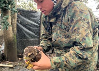 GRAVE CASO DE MALTRATO ANIMAL EN QUILLÓN.