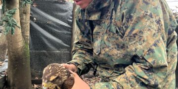 GRAVE CASO DE MALTRATO ANIMAL EN QUILLÓN.