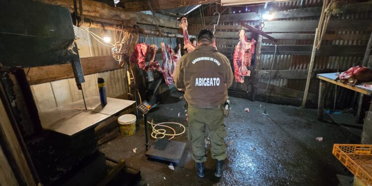 Faenamiento ilegal de animales es descubierto en Ñuble.