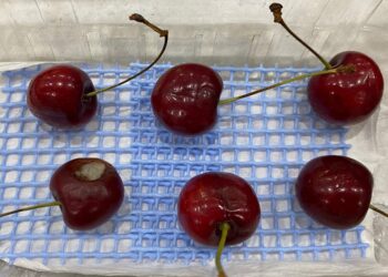 Condiciones climáticas aumentan riesgo de hongos en frutales: INIA impulsa tecnologías de detección y alerta temprana.