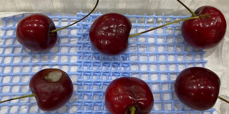 Condiciones climáticas aumentan riesgo de hongos en frutales: INIA impulsa tecnologías de detección y alerta temprana.