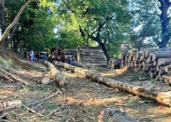 ÑUBLE 🌐 sujetos son detenidos por sustracción de madera en San Fabián.
