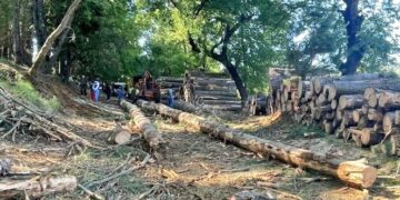ÑUBLE 🌐 sujetos son detenidos por sustracción de madera en San Fabián.