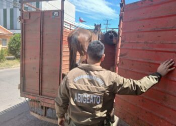 Fiscalizan a camión y llevaba un caballo sin justificar su traslado en Ñuble 🐎