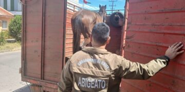 Fiscalizan a camión y llevaba un caballo sin justificar su traslado en Ñuble 🐎