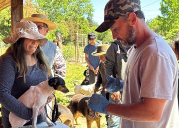 Exitoso operativo de desparasitacion en Portezuelo: cerca de mil mascotas fueron atendidas en operativo municipal.