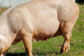 Hombre mató con una pala y piedras a un cerdo 🐖 hoy está detenido.