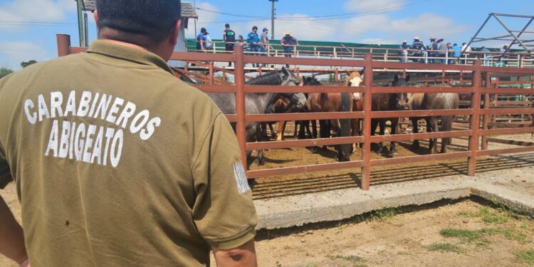Carabineros de Ñuble informa.