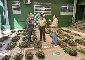 Fiscalía de Análisis Criminal y Carabineros de OS7 incautan más de 2.500 plantas de marihuana en Pemuco