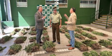 Fiscalía de Análisis Criminal y Carabineros de OS7 incautan más de 2.500 plantas de marihuana en Pemuco