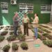 Fiscalía de Análisis Criminal y Carabineros de OS7 incautan más de 2.500 plantas de marihuana en Pemuco