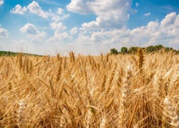 Cotrisa amplía el monitoreo de superficie sembrada y avance de cosecha a seis cultivos para la temporada 2025-2026.