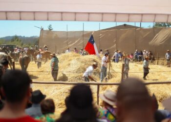 TRILLA A YEGUA SUELTA EN QUILLÓN DA INICIO A LAS FIESTAS TRADICIONALES 2026.