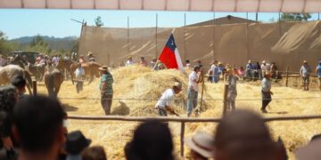 TRILLA A YEGUA SUELTA EN QUILLÓN DA INICIO A LAS FIESTAS TRADICIONALES 2026.