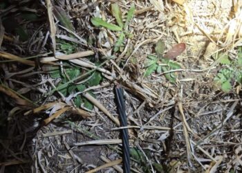 Delincuentes robaron 1 kilómetro de cables de línea de Transmisión CGE en San Carlos.