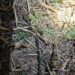 Delincuentes robaron 1 kilómetro de cables de línea de Transmisión CGE en San Carlos.
