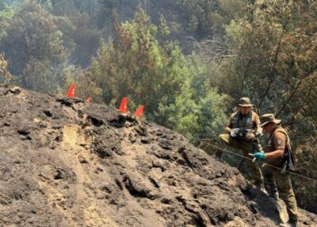 Peritos del Labocar Ñuble investigan origen de incendio forestal en Ránquil.