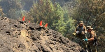 Peritos del Labocar Ñuble investigan origen de incendio forestal en Ránquil.