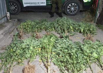 Fué denunciado por VIF, y además se le encontró plantas de marihuana.