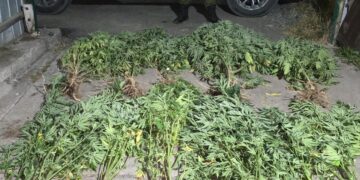 Fué denunciado por VIF, y además se le encontró plantas de marihuana.
