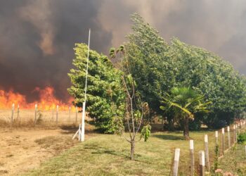 Solicitan declarar Estado de Emergencia Regional ante múltiples incendios en Ñuble.
