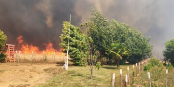 Solicitan declarar Estado de Emergencia Regional ante múltiples incendios en Ñuble.