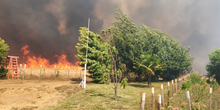 Solicitan declarar Estado de Emergencia Regional ante múltiples incendios en Ñuble.