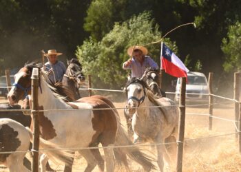Bulnes vivió sus tradiciones en la trilla yegua suelta de Santa Clara.