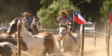 Bulnes vivió sus tradiciones en la trilla yegua suelta de Santa Clara.