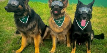 Carabineros y canes institucionales: una alianza clave para la seguridad y la cercanía con la comunidad en Chillán