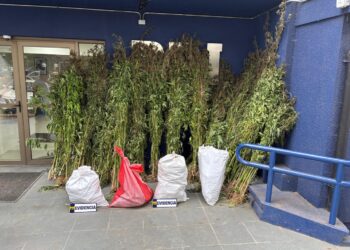 COBQUECURA: PDI INCAUTÓ 310 PLANTAS DE CANNABIS EN CULTIVO ILEGAL.