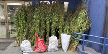 COBQUECURA: PDI INCAUTÓ 310 PLANTAS DE CANNABIS EN CULTIVO ILEGAL.