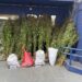 COBQUECURA: PDI INCAUTÓ 310 PLANTAS DE CANNABIS EN CULTIVO ILEGAL.