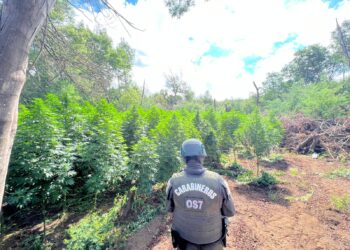 Histórico operativo antidrogas en Pemuco: incautan más de 19 mil plantas de cannabis y 308 kilos de marihuana.