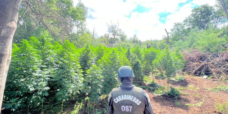 Histórico operativo antidrogas en Pemuco: incautan más de 19 mil plantas de cannabis y 308 kilos de marihuana.